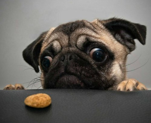 Top Banana Gifts Hungry Pug - Quality Mouse Mat/Pad