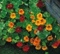 Just Seed - Flower - Nasturtium - Tom Thumb Alaska Mixed - 60 Seed