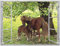 ARTland Wanddeko Wandbild Alu Verbundplatte für Innen & Outdoor Bild 120x90 cm Fensterblick Fenster Pferd Pony Natur Wiese Landhaus Baum Ausblick S8HN