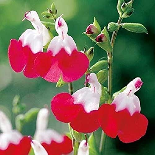 Pack x6 Salvia 'Hot Lips' Perennial Garden Plug Plants