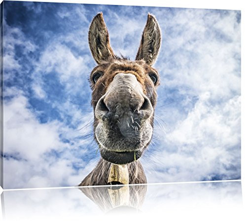 Pixxprint Lustiger Esel, Größe: 80x60cm, Leinwandbild, fertig gespannt, Wandbild, Dekoration, Kunstdruck, kein Poster