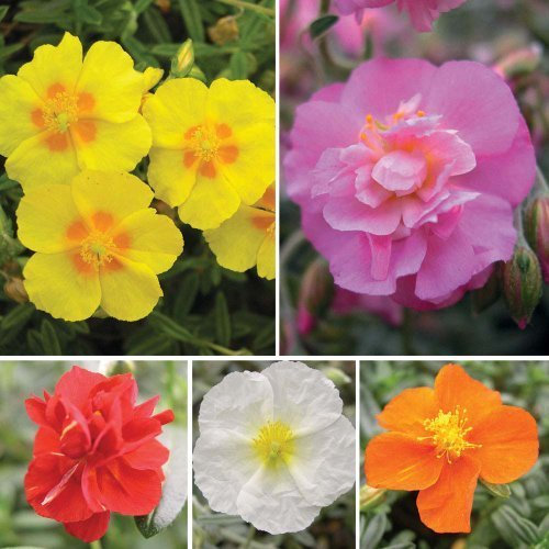 Pack x6 Helianthemum 'Mixed Collection' (Rock Rose) Perennial Garden Plug Plants