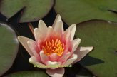 1 SEEROSE der Sorte Sioux, orange Blüte, Teich