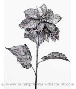 kunstpflanzen-discount.com Künstlicher Weihnachtsstern Glitzer silberfarbig, Länge 53cm - Kunsblumen künstliche Blumen Weihnachtsblumen Weihnachtsdeko