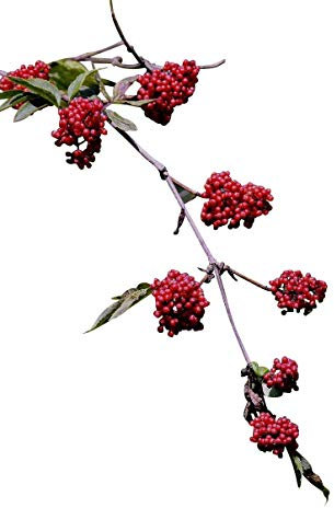 10.000 Samen -Roter Holunder- (Sambucus racemosa)