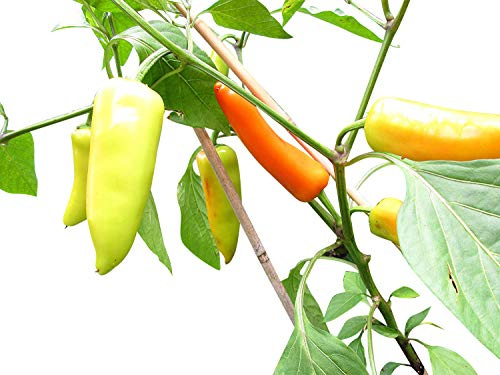 Chili ''Hot Banana'' 10 Samen
