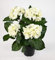 Seidenblumen Roß Hortensienbusch Deluxe 42cm weiß-Creme im Topf LM Kunstpflanzen künstliche Hortensie Pflanzen Blumen