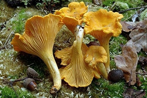 Pfifferlings (Pfifferlinge) Myzel Spores Spawn getrockneten Samen