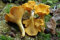 Pfifferlings (Pfifferlinge) Myzel Spores Spawn getrockneten Samen