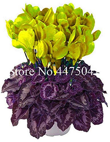 100 semi Pz Fiori di Ciclamino per il giardinaggio Bella Giallo