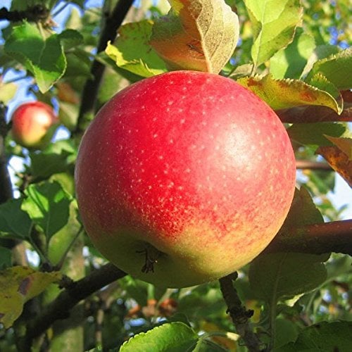 Apfelbaum Jonagold Winterapfel beliebter Tafelapfel Halbstamm ca. 150-170 cm Unterlage MM111