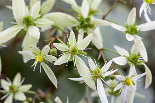 Saxifraga cortusifolia var. fortunei 9x9 cm Topf – Winterhart, Mehrjährig, Pflegeleicht – Herbst-Steinbrech – Staude für Schattenbeet & Steingarten