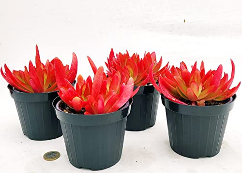 POWERS TO FLOWERS - PIANTA GRASSA, ECHEVERIA ROSSA NATURALE VULCANO VASO 11CM DIAMETRO, 4 PIANTE, piante vere