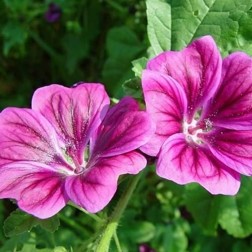 40 Malvarosa Semi di Malvarosa Mauritiana Fiori (Malva sylvestris)