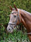 Rhinegold R176-C-HAV Pro-Anatomic Flash Zaumzeug Cob-Havana