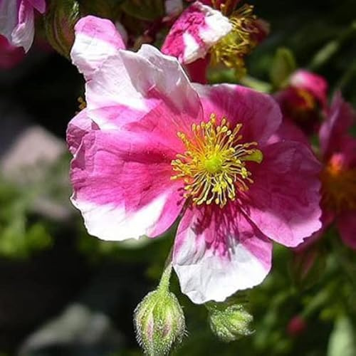 6 x Sonnenröschen 'Raspberry Ripple' - Helianthemum 'Raspberry Ripple': Fruchtig gefärbtes Sonnenröschen.