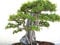 50 Chinese Elm Tree Seeds - Chinesische Ulme Lacebark Ulme Bonsai USA - BKSeeds
