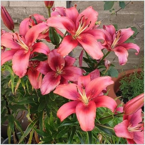 Mehrjährig, winterhart Sommerblühende Lilien, Lange Blütezeit, Duftend und robust, Geeignet für Balkongärten, Gartendekoration-4 Rhizome-D
