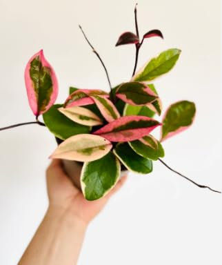Hoya Flamingo Dream – Pianta Grassa da Interno in Vaso – Fiore di Cera Variegato con Foglie Verde Scuro e Rosa – Vaso 12 cm – FOTO REALI