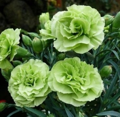 Ponak Nuevo 100pcs claveles semillas de flores Verde