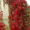 Parthenocissus quinquefolia “Engelmannii” (Ampelopsis) [Vaso Ø19cm]
