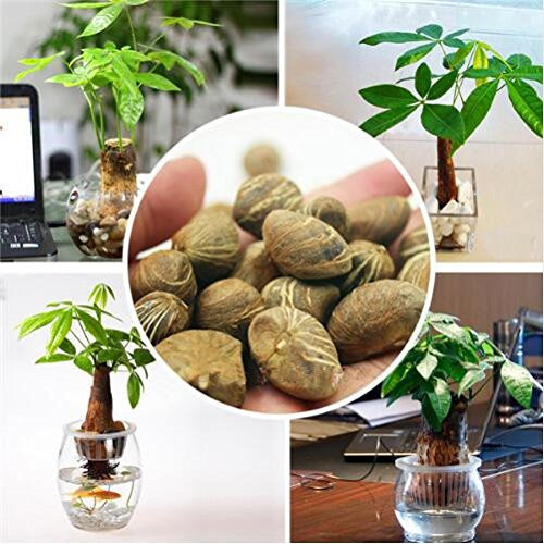 HOO PRODUCTS - Pachira Samen Geld-Baum Pflanzensamen ehrfürchtige Bonsai-Hausgarten Pflanze Bonsai-Baum-Samen 1pcs / bag Heißer Verkauf!