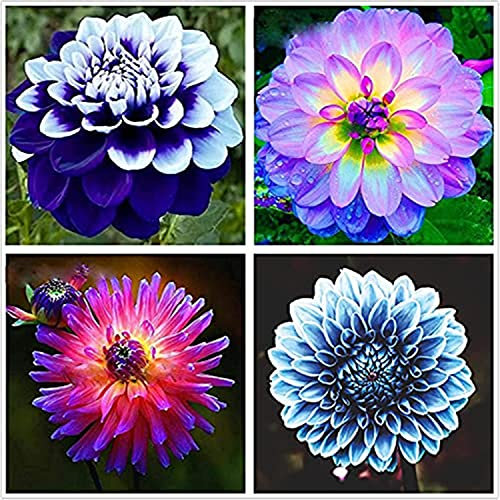 Dahlia Bulbs, Easy Plant, Exotic, Suitable, Easy to Plant, Plant Bulbs, Now UK/Greening Flower/Good for Containers/Natural Organic/Strong Plant, Rare Plants, Excellent Display, 4bulbs-G