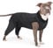 PUMYPOREITY Op Body Hund, Hundebody Nach Op Hündin Kastrationsbody Hund Rüde Op Schutz Hinterbeine Hund Leckschutz für Hunde Nach Op Beinschutz Hinten Hund Hinterbeine Ärmel Leckschutz(Grau, L)