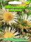 Silberdistel, mehrjährig , Staude, Trockenblume 'Carlina acaulis' Distel