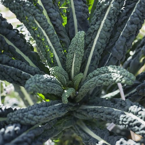 PREMIER SEEDS DIRECT - Kale - Nero DI Toscana - Black Tuscan - 4.5 gm - Approx 1,020 Seeds