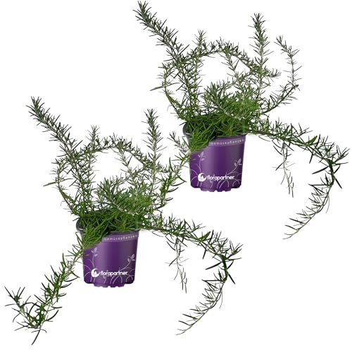 Hängender Rosmarin Rosmarinus officinalis 2er-Set florapartner: Frische Kräuter für Ihr Zuhause!