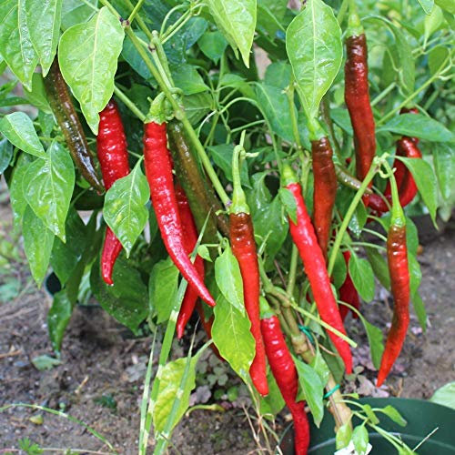 Sigaretta di Bergamo Chili Samen für ca. 20 Pflanzen - italienische Sorte, ertragreich