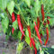 Sigaretta di Bergamo Chili Samen für ca. 20 Pflanzen - italienische Sorte, ertragreich