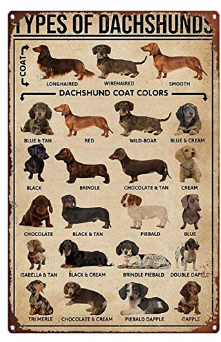 Jessgirl Aluminiumschild Types Of Dackel Hund Metallschild Wissen Liebhaber Hundeliebhaber Retro Blechschild Küche 20,3 x 30,5 cm