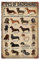 Jessgirl Aluminiumschild Types Of Dackel Hund Metallschild Wissen Liebhaber Hundeliebhaber Retro Blechschild Küche 20,3 x 30,5 cm
