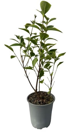 Ovalblättriger Liguster - Ligustrum ovalifolium Aureum - Heckenpflanze - Blätter Gelb Grün - 8 Pflanzen - 1 laufender Meter - immergrün - Topf 9cm Höhe 35-40cm