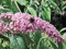 Sommerflieder Pink Delight - Buddleja davidii Pink Delight - Containerware 40-60 cm - Garten von Ehren®