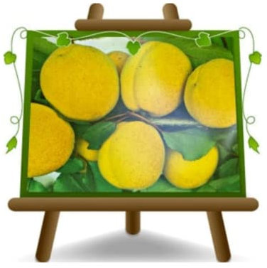 EURO PLANTS VIVAI Albaricoques S. Maria in Gradi árboles frutales Altura: 150~170 cm Edad: 2 años Jarrón: Diámetro 20 cm