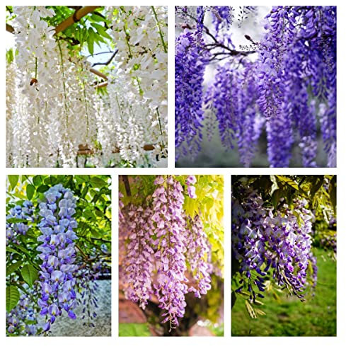 Pianta Di Glicine Semi Di Albero Resistente Piante Da Giardino Piante Rampicanti Semi Organici Semi Di Albero Bonsai Letto Rialzato Farfalla Cespuglio Semi Di Fiori Miscela Piante 50 Semi Di Glicine