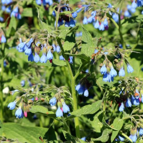 Symphytum grandiflorum Wisley Blue Blauer Beinwell 12 Pflanzen Ø9 cm 10-25 | bodendecker für Schattenbeet, winterharte Staude, winterhart, für Beet und Kübel