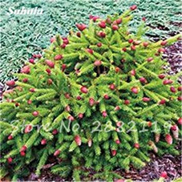 vegherb 24: Abies Samen, koreanische Tanne, Nordmannstanne (Weihnachtsbaum, Conifer) Samen Baum. Haus-Garten Bonsaipflanzen und Blumen-Samen 100 PC-24