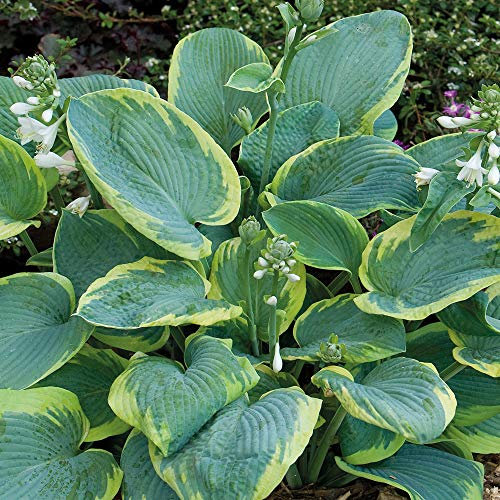 Hosta ‘Frances Williams’ Plantain Lily Hardy Perennial Garden Plants Large Rounded Colourful Foliage Great for Ground Cover 1 x Bare Root Hosta ‘Frances Williams’ by Thompson and Morgan