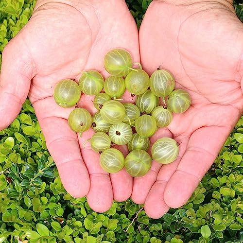 100 Piezas de grosella espinosa, grosella plantas resistentes, plantas de cultivo, plantas resistentes al invierno (gooseberry) grosella árbol, semillas de frutas, plantas exóticas resistentes