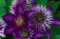 Natürlich,Blumen,Clematis,Clematis zwiebeln,Gartenzierblumen kultiviert werden,Winterhartes,Lebende Pflanzen,können für Gartenarbeit,Clematis zwiebeln,Pflanzenzwiebeln-8 Zwiebeln-C