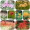 Bulbi di giglio ragno - vasi per piante di bulbi fiori fiori bonsai Acquista la pianta del fiore sangue da giardino giglio ragno decorazione del balcone decorazione floreale Bulbi 11pcs