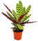Exotenherz - Schattenpflanze mit ausgefallenem Blattmuster - Calathea lancifolia - 14cm Topf - ca. 50cm hoch