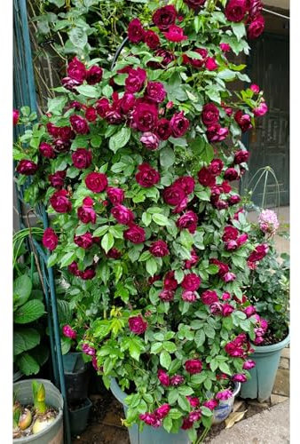 semillas de rosa trepadora, semillas de rosal, Decoración de oficina, hermosas flores brillantes con semillas de flores perennes resistentes, plantas de jardín semillas de flores de 350pcs