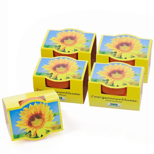 Bull & Bear 5er Set Mini-Pflanzset Zwergsonnenblumen, Blumensamen im Topf 4,5cm, Mini Sonnenblumen als Anzuchtset mit Pflegeanleitung