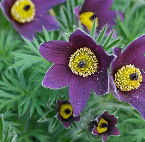 6 x Kuhschelle - Pulsatilla Vulgaris Topf 9x9cm: Zarte Blüten für sonnige Standorte
