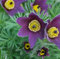 6 x Kuhschelle - Pulsatilla Vulgaris Topf 9x9cm: Zarte Blüten für sonnige Standorte